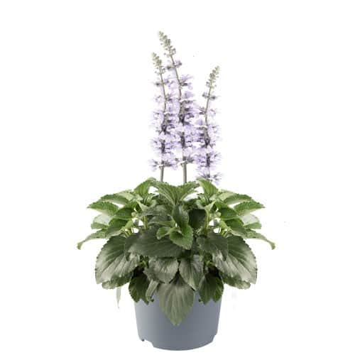 daggsalvia-sky-blue-105cm-kruka-1