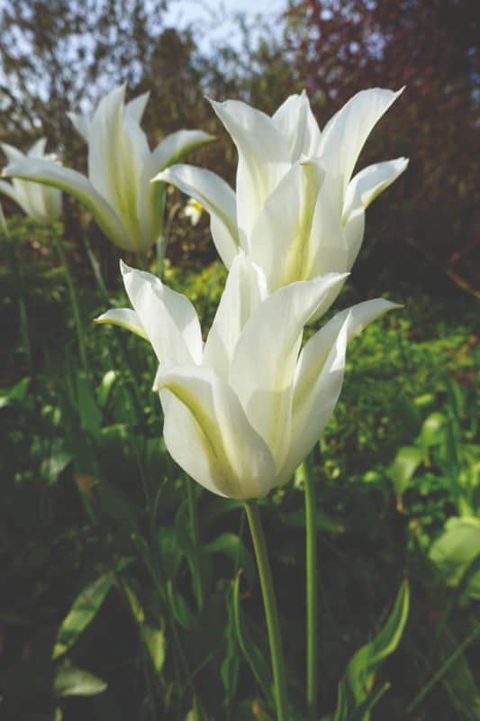 liljetulpan-white-triumphator-8st-1