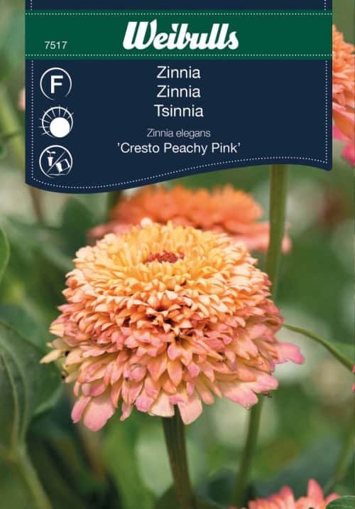 zinnia-cresto-peachy-pink-1