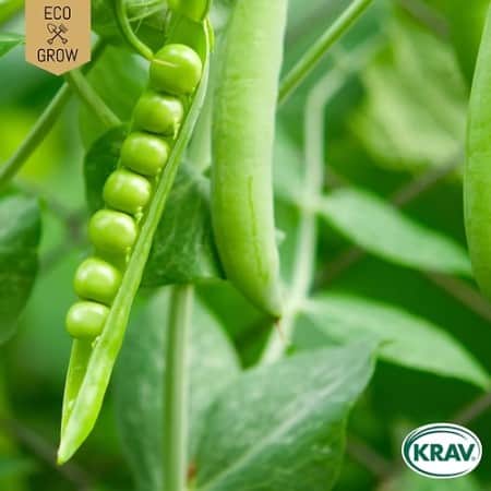 jttert-alderman-krav-mrkt-1