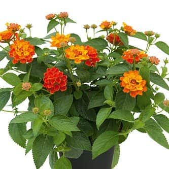 eldkrona-calippo-pumpkin-105cm-kruka-1