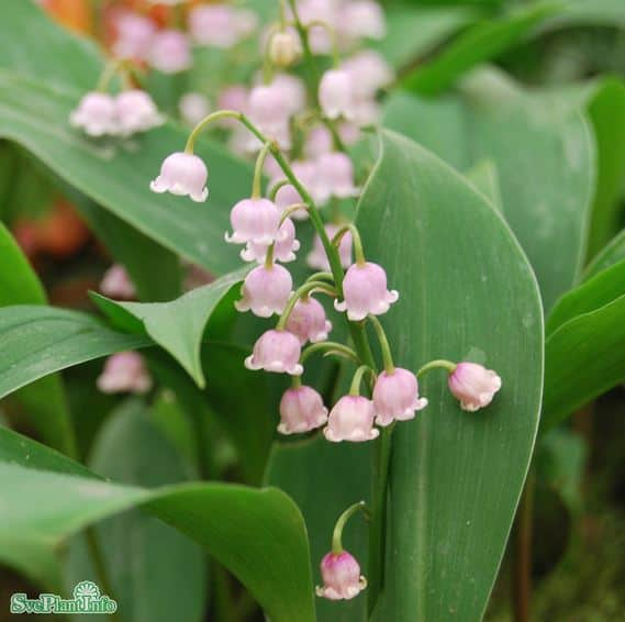 liljekonvalj-rosea-1st-barrotad-1