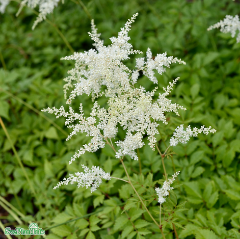 astilbe-brautschleier-11cm-kruka-1