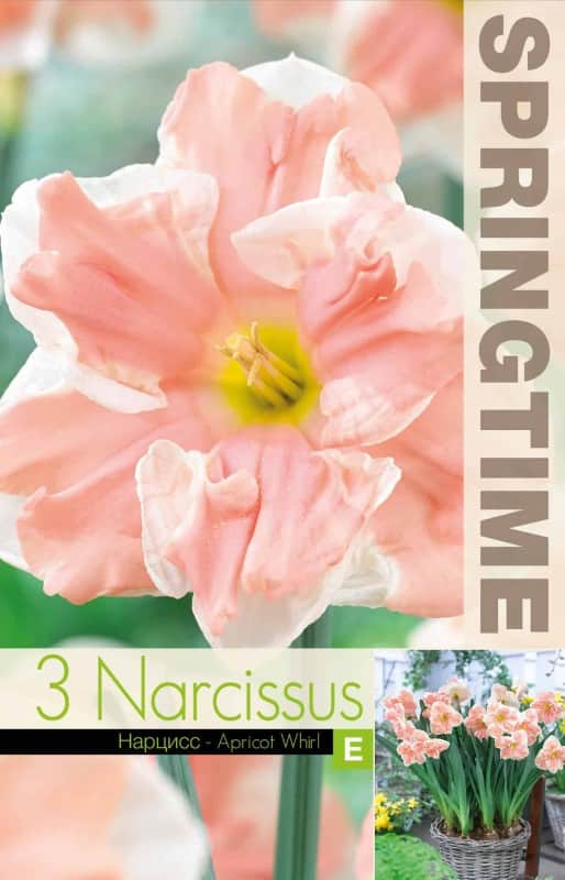 stjrnnarciss-apricot-whirl-3st-1