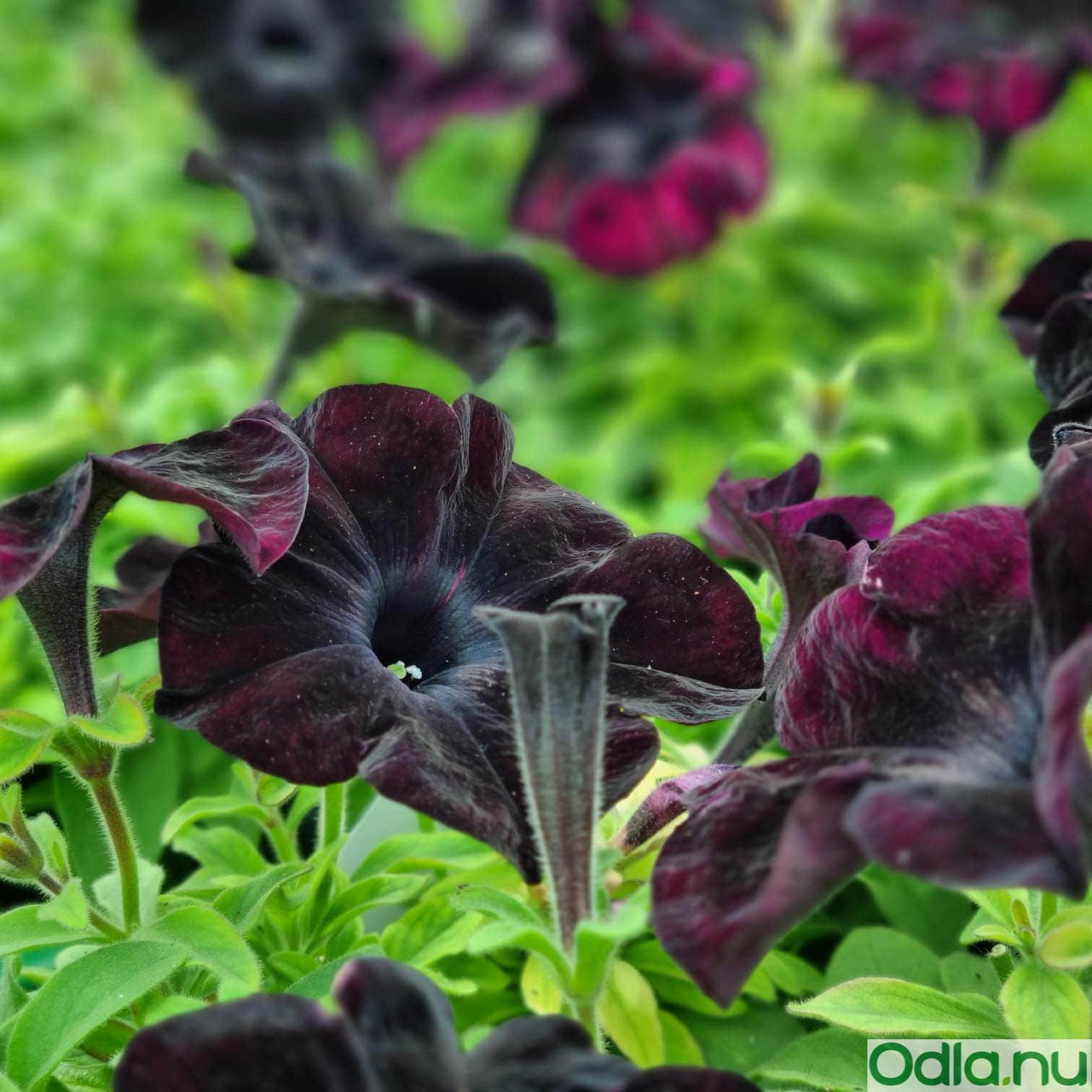 petunia-ray-black---3-plantor-1