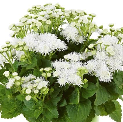 ageratum-cushion-white-105cm-kruka-1