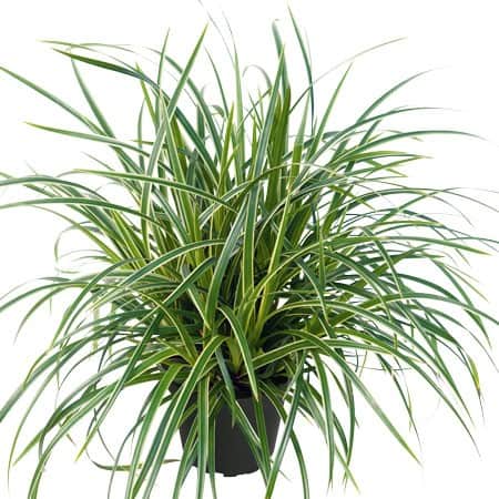 japansk-starr-ice-dance-12cm-kruka-1