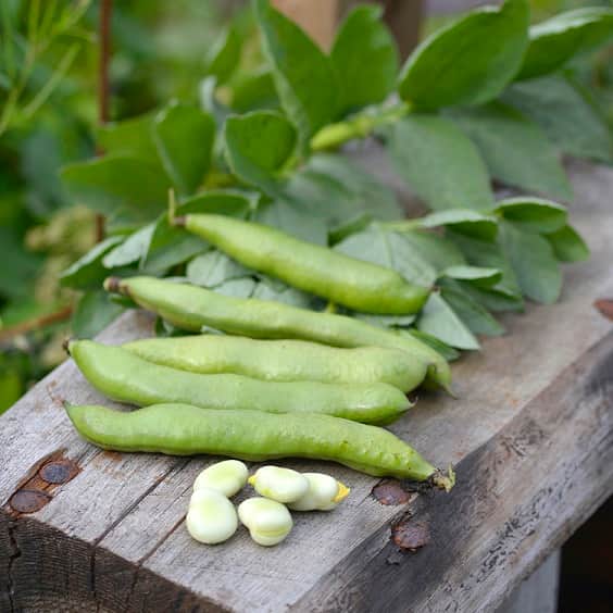 bondbna-express-eko-2