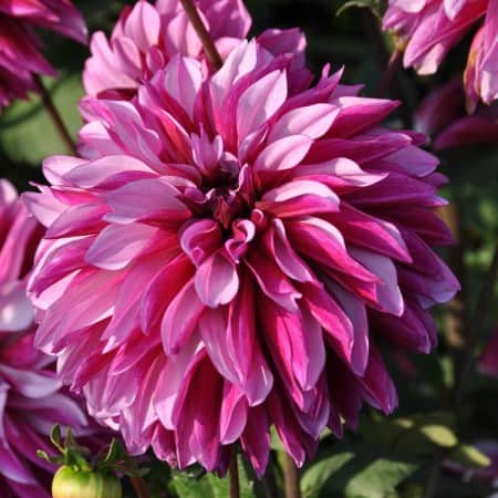 dekorativ-dahlia-cranberry-classic-1st-1