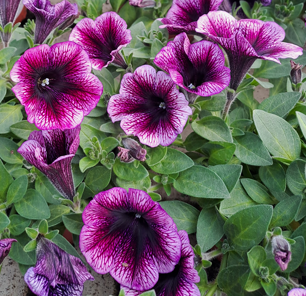 petunia-ray-purple-vein-105cm-kruka-1