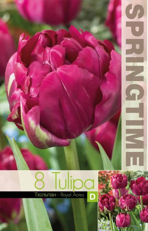 dubbel-tidig-tulpan-royal-acres-double-8st-2