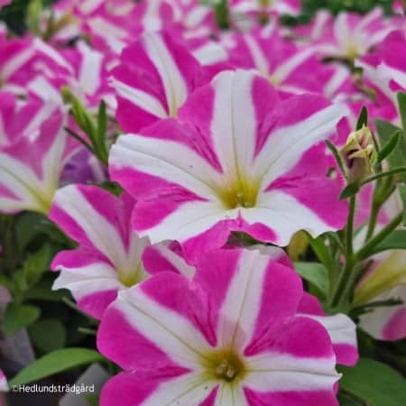 petunia-peppy-pink-105cm-kruka-2