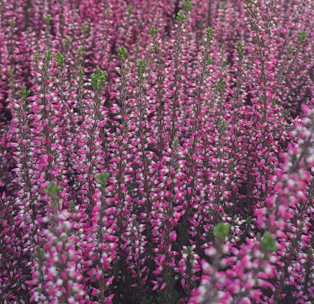 ljung-garden-girls-athene-11cm-kruka-1