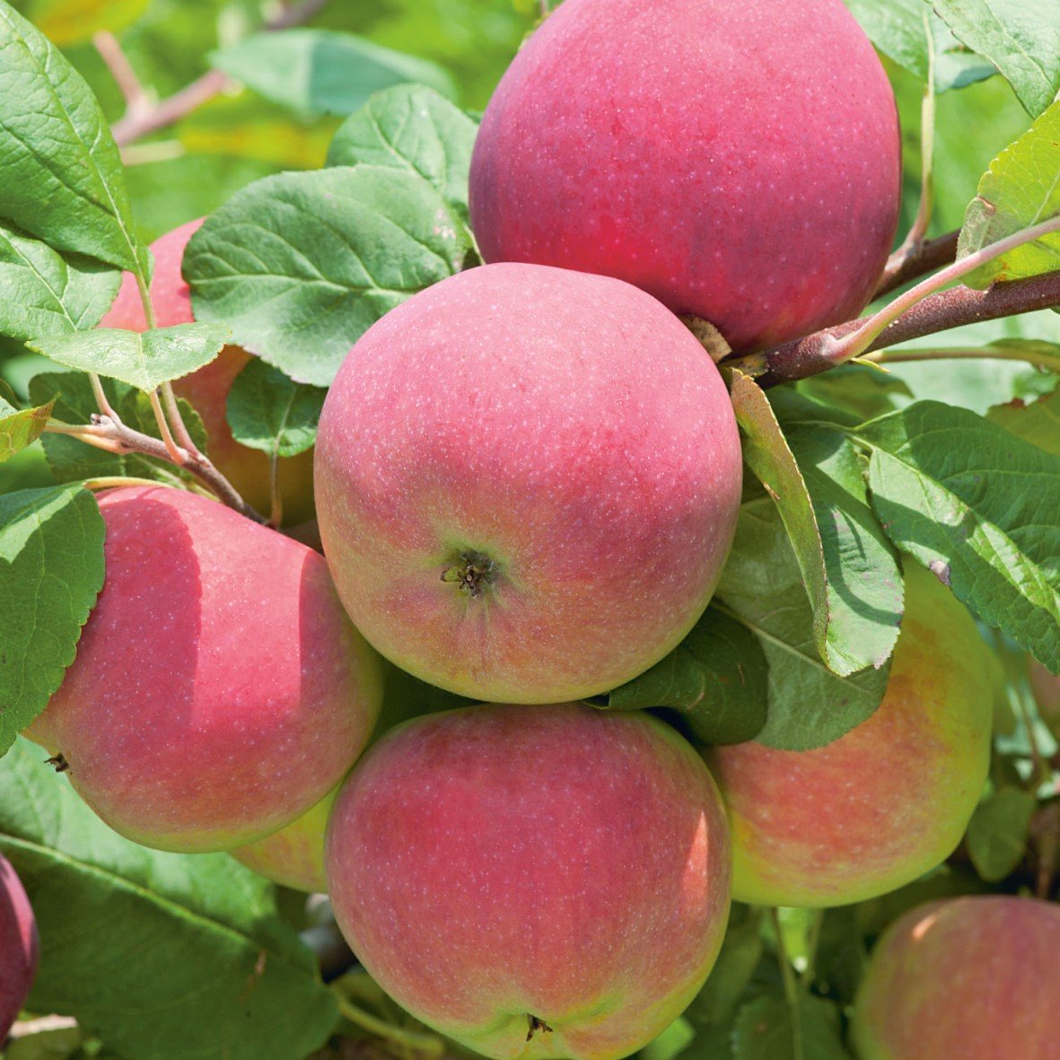 Äpple ’Röd Melba’ B9 co Inkl. Uppbindning