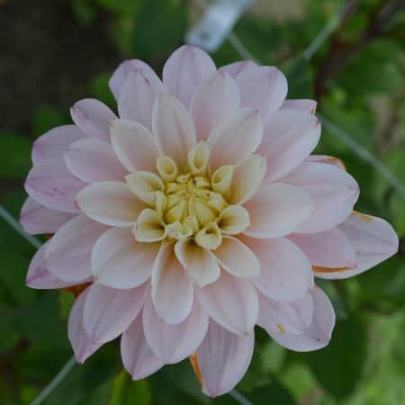 dekorativ-dahlia-orion-1st-1