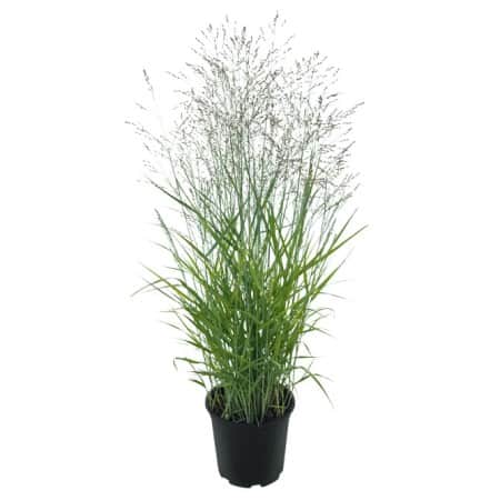 jungfruhirs-purple-tears-12cm-kruka-1