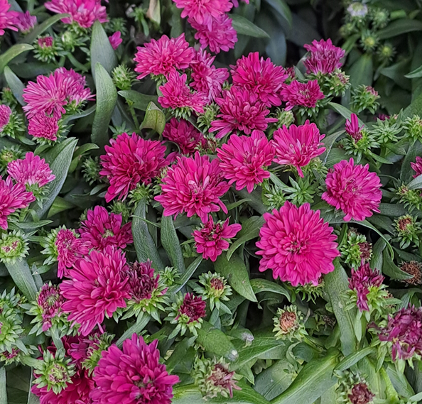 hstaster-magenta-105cm-kruka-2