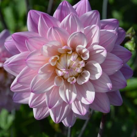 dekorativ-dahlia-karma-prospero-1st-1