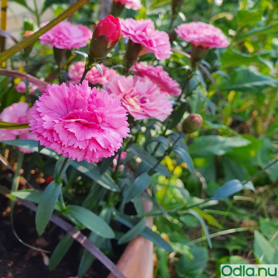 Trädgårdsnejlika ’Code Pink’ 10,5cm kruka