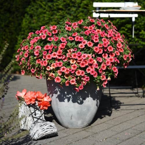 minipetunia-volcano-neon-105cm-kruka-1