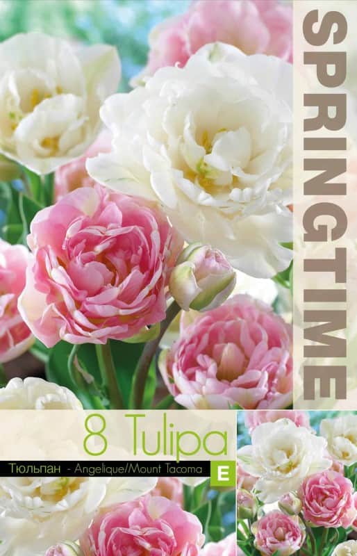 tulpanmix-angelique-mount-tacoma-8st-1