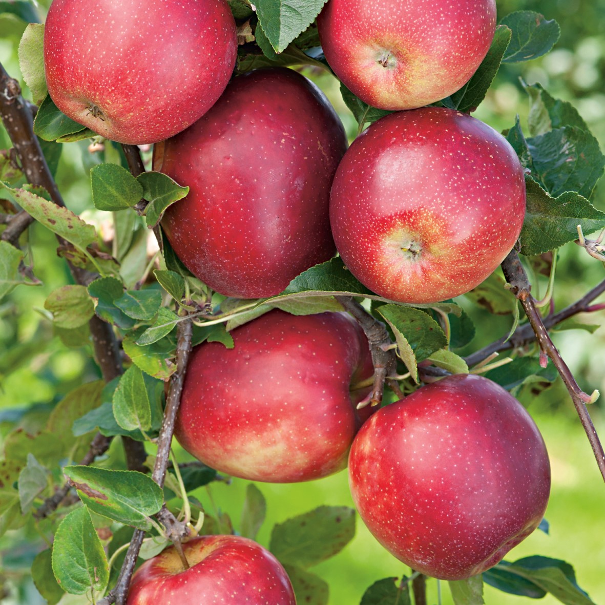 Äpple ’Summerred’ B9 (svagväxande) co