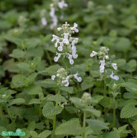 kantnepeta-snowflake-9cm-kruka-1