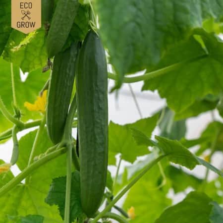 snackgurka-minyara-krav-mrkt-1