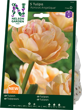 sen-fylld-tulpan-apricot-angelique-2