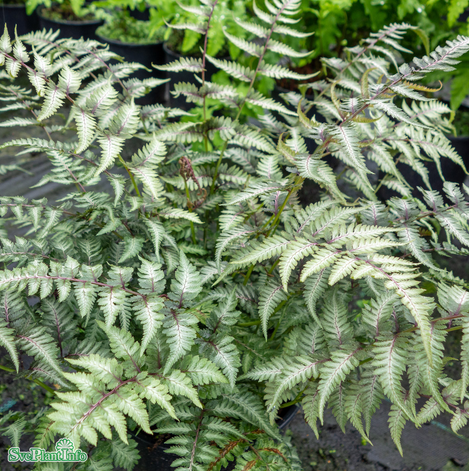 regnbgsbrken-pictum-11cm-kruka-1