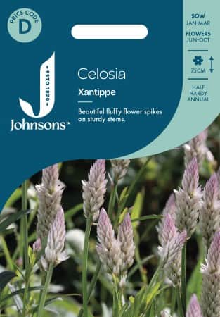 axcelosia-xantippe-1