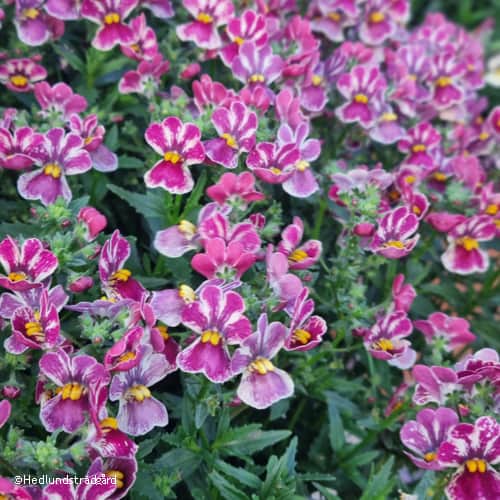 nemesia-tutti-frutti-105cm-kruka-1