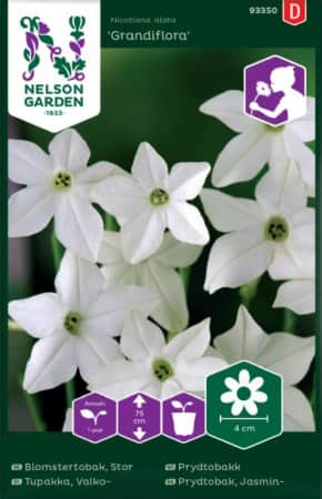 blomstertobak-grandiflora-1