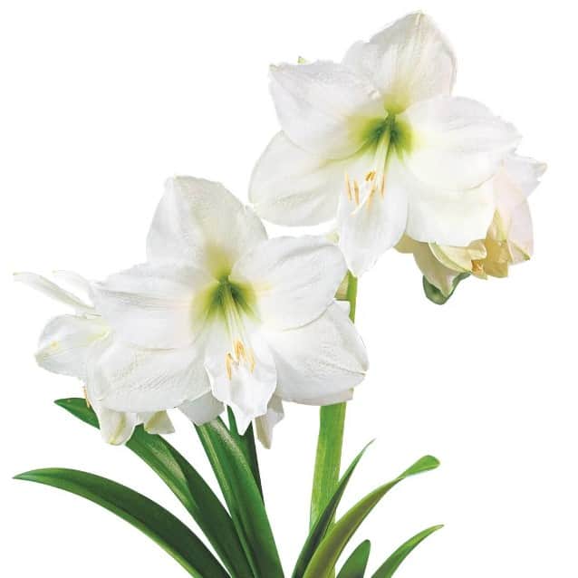 amaryllis-denver-1st-2