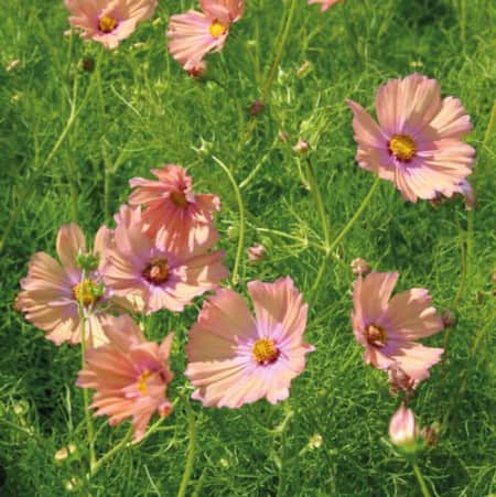 rosenskra-apricotta-105cm-kruka-1