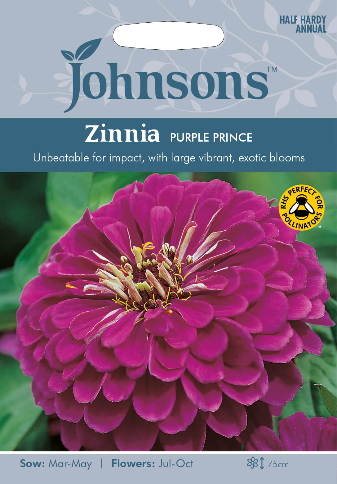 zinnia-purple-prince-fr-1