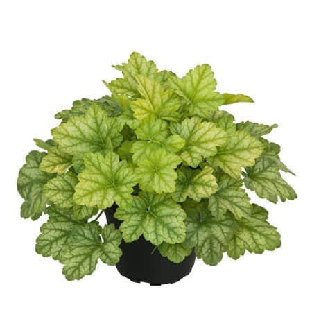 alunrot-lord-lime-12cm-kruka-1