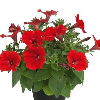 petunia-vista-strawberry---3-plantor-1