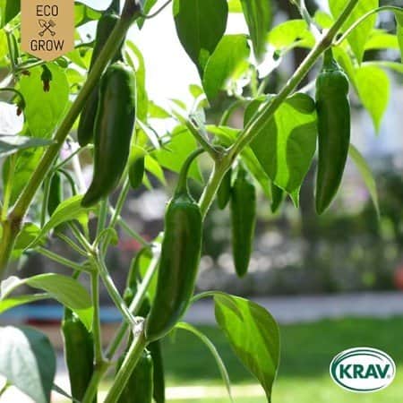 chilipeppar-jalapeo-ruben-krav-mrkt-1