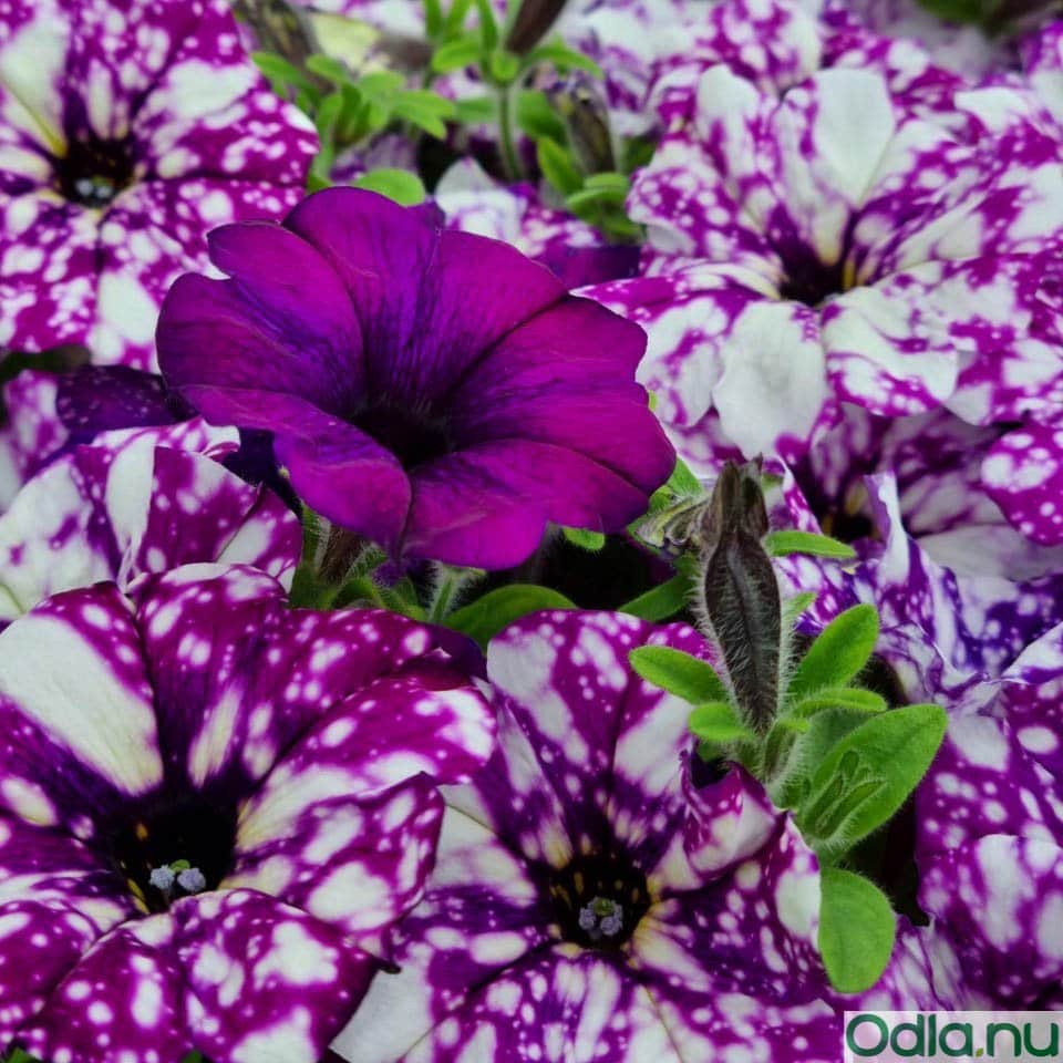 petunia-surprise-sparkling-purple---3-plantor-3