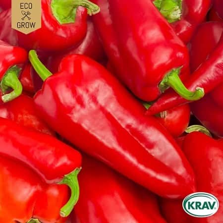 spetspaprika-corno-di-toro-rosso-krav-mrkt-1