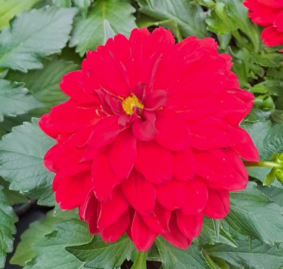 sommardahlia-red-12cm-kruka-1