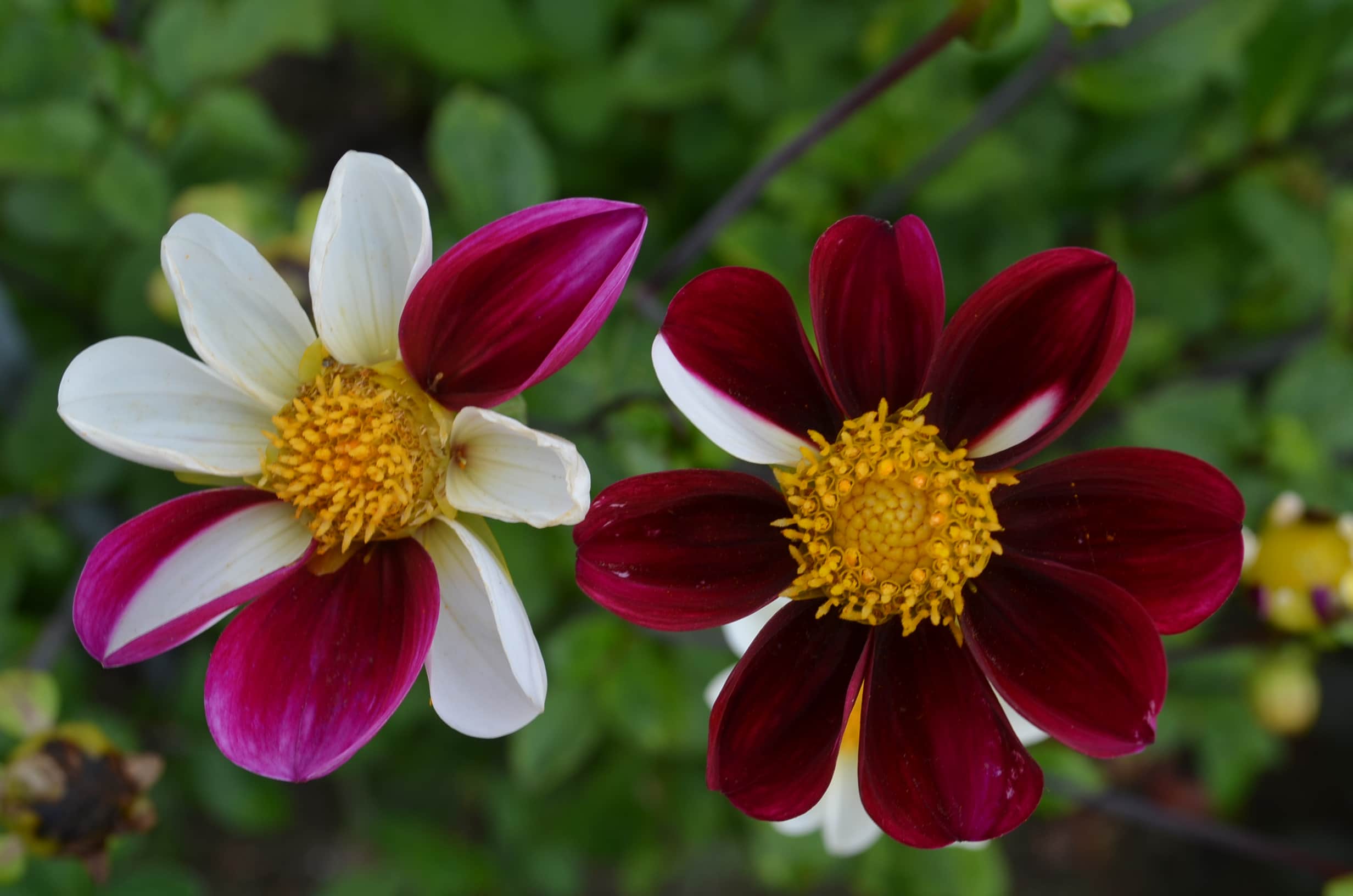 enkelblommande-dahlia-twynings-smartie-1st-1