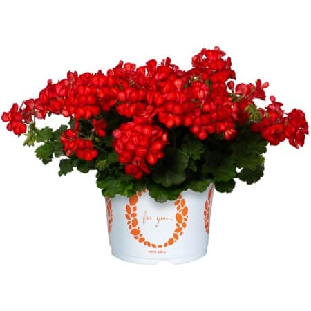 kaskadpelargon-glory-days-red-orange-bicolour-1