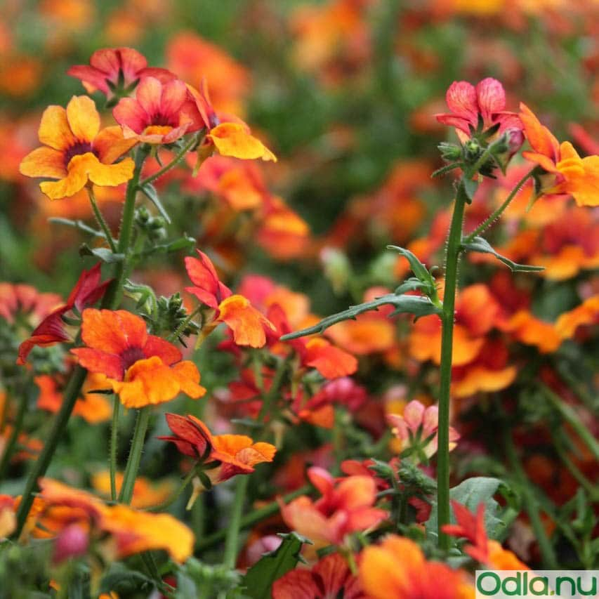 nemesia-blood-orange-105cm-kruka-1