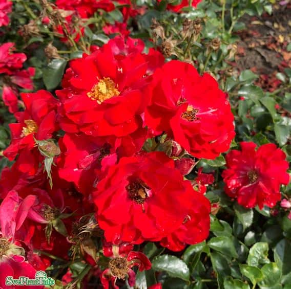 floribundaros-austriana-5-pack-barrot-1