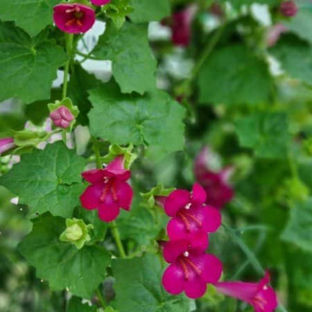 lejongapsranka-lofos-compact-pink-105cm-kruka-1