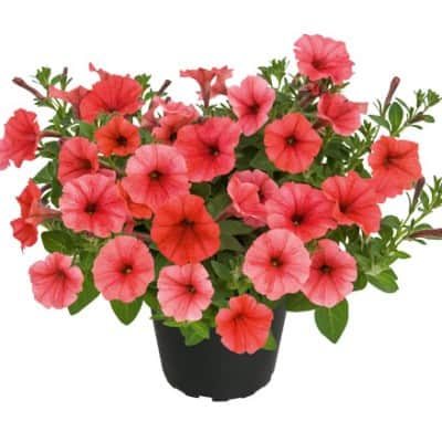 petunia-mini-vista-coral---3-plantor-1