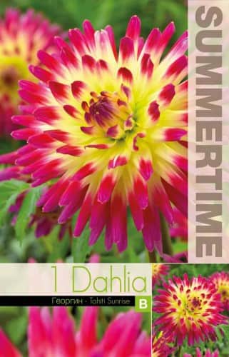 kaktus-dahlia-tahiti-sunrise-1st-1