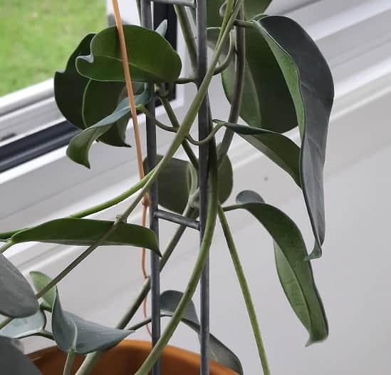 vxtstd-rund-galvad-large-76x42cm-2